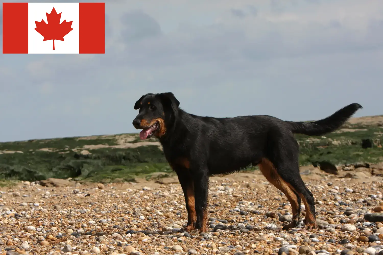 Scopri di più sull'articolo Allevatori di Beauceron e cuccioli in Canada