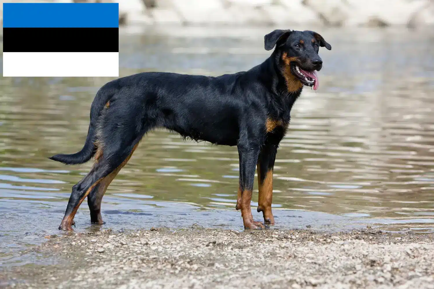 Cuccioli di Beauceron e allevatori Estonia Trova gli allevatori di Beauceron in Estonia.