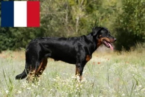 Scopri di più sull'articolo Allevatori e cuccioli di Beauceron in Francia