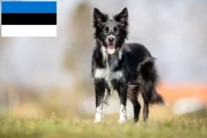 Scopri di più sull'articolo Allevatori di Border Collie e cuccioli in Estonia