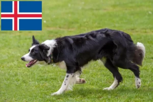 Scopri di più sull'articolo Allevatori di Border Collie e cuccioli in Islanda