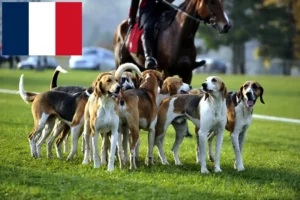 Scopri di più sull'articolo Allevatori di cani da caccia e cuccioli in Francia