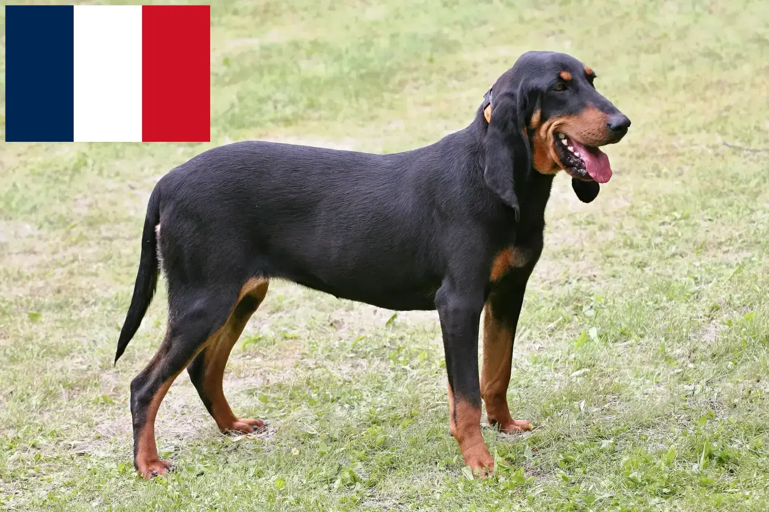 Cuccioli di cane da caccia e allevatori Francia Qui potete trovare gli allevatori di cani da corsa svizzeri in Francia.