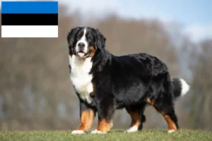 Scopri di più sull'articolo Allevatore di cani da montagna bernesi e cuccioli in Estonia