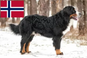 Scopri di più sull'articolo Allevatore di cani da montagna bernesi e cuccioli in Norvegia