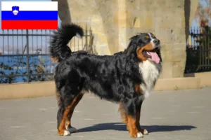Scopri di più sull'articolo Allevatore di cani da montagna bernesi e cuccioli in Slovenia