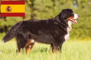 Scopri di più sull'articolo Allevatore di cani da montagna bernesi e cuccioli in Spagna