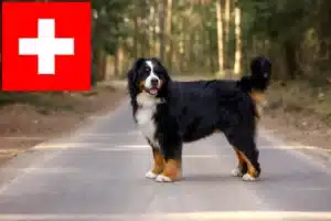 Scopri di più sull'articolo Allevatori di cani di montagna bernesi e cuccioli in Svizzera