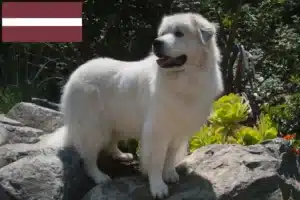 Scopri di più sull'articolo Allevatore di cani da montagna dei Pirenei e cuccioli in Lettonia