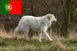 Scopri di più sull'articolo Allevatore di cani da montagna dei Pirenei e cuccioli in Portogallo