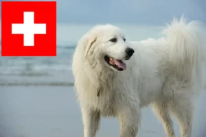Scopri di più sull'articolo Allevatori di cani da montagna dei Pirenei e cuccioli in Svizzera