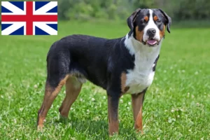 Scopri di più sull'articolo Allevatore di cani da montagna e cuccioli in Gran Bretagna