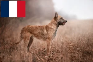 Scopri di più sull'articolo Allevatore di cani da pastore belga e cuccioli in Francia