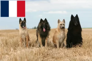 Scopri di più sull'articolo Allevatori e cuccioli di Pastore Belga a Réunion