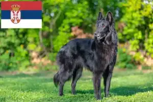 Scopri di più sull'articolo Allevatore di cani da pastore belga e cuccioli in Serbia