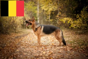 Scopri di più sull'articolo Allevatori di cani da pastore e cuccioli in Belgio