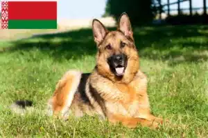 Scopri di più sull'articolo Allevatori di cani da pastore e cuccioli in Bielorussia