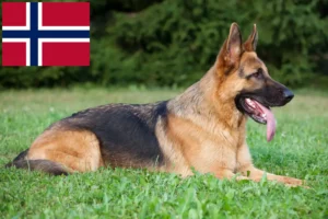 Scopri di più sull'articolo Allevatori di cani da pastore e cuccioli in Norvegia
