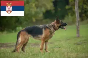 Scopri di più sull'articolo Allevatori di cani da pastore e cuccioli in Serbia