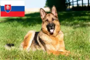 Scopri di più sull'articolo Allevatori di cani da pastore e cuccioli in Slovacchia