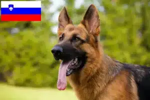 Scopri di più sull'articolo Allevatori di cani da pastore e cuccioli in Slovenia