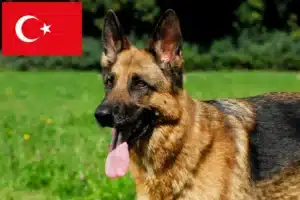 Scopri di più sull'articolo Allevatori di cani da pastore e cuccioli in Turchia