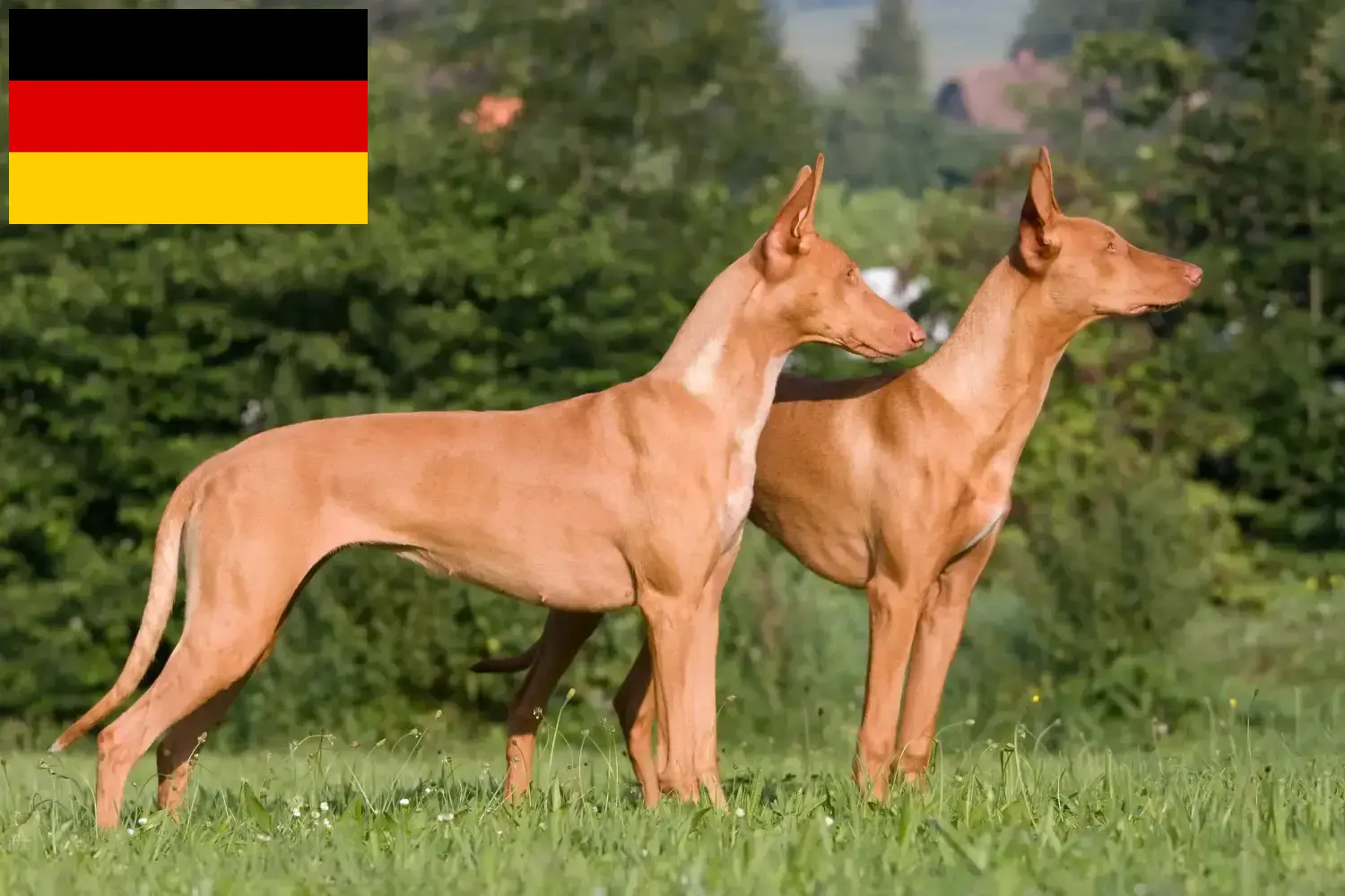 Scopri di più sull'articolo Allevatori di cani Faraone e cuccioli in Germania
