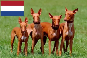 Scopri di più sull'articolo Allevatori e cuccioli di Pharaoh Hound in Olanda