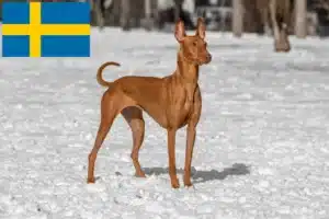 Scopri di più sull'articolo Allevatori e cuccioli di Pharaoh Hound in Svezia