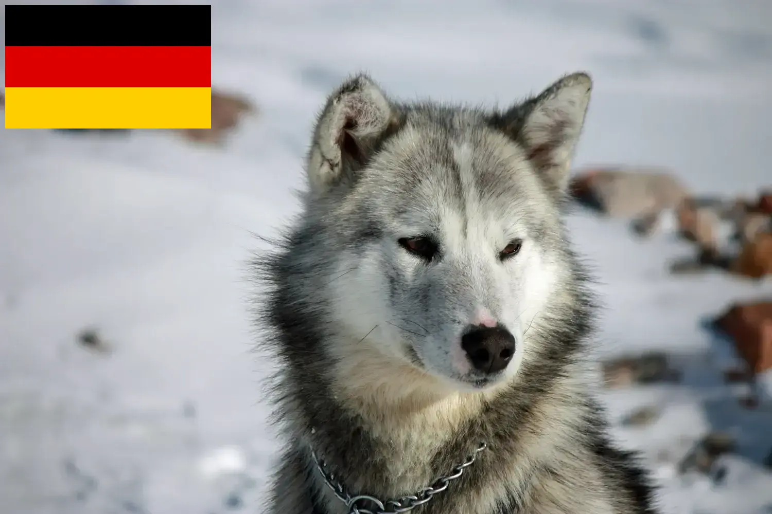 Scopri di più sull'articolo Allevatori di cani e cuccioli di Groenlandia in Germania