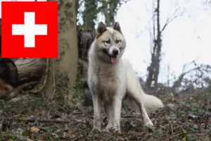 Scopri di più sull'articolo Allevatori di cani Groenlandia e cuccioli in Svizzera