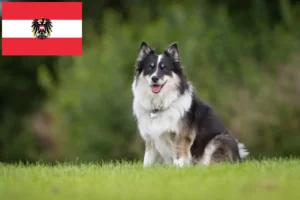 Scopri di più sull'articolo Allevatori di cani islandesi e cuccioli in Austria