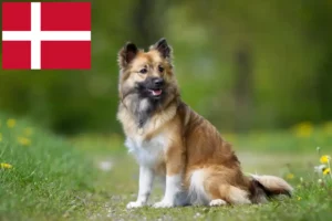 Scopri di più sull'articolo Allevatori di cani islandesi e cuccioli in Danimarca