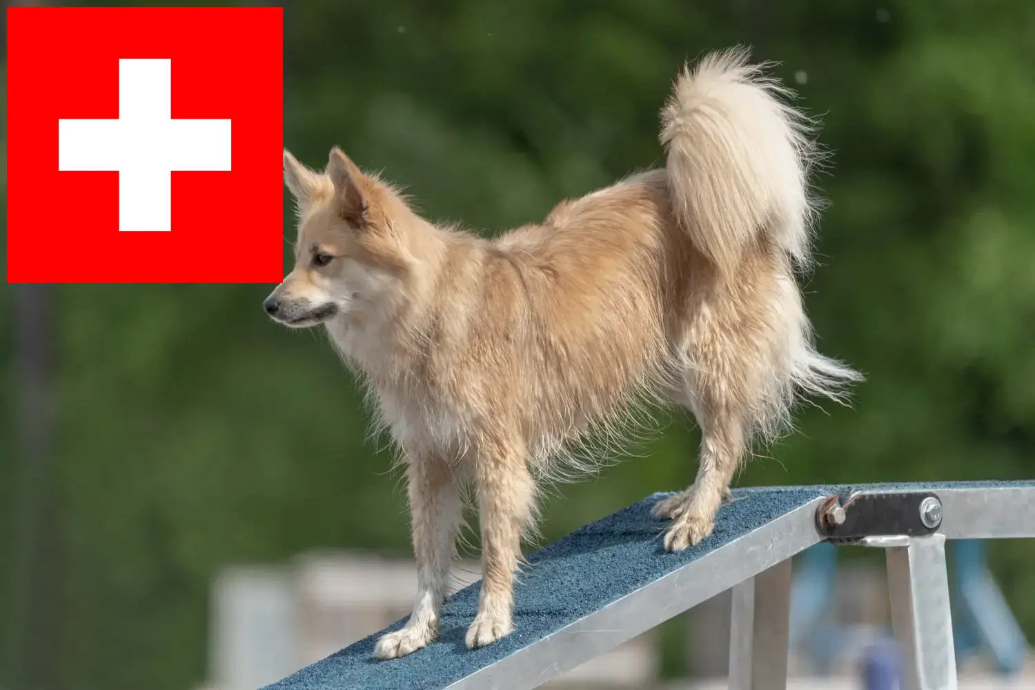 Cuccioli di cane islandese e allevatori Svizzera Qui potete trovare gli allevatori di cani islandesi in Svizzera.