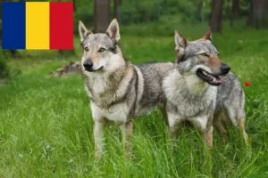 Scopri di più sull'articolo Allevatori di cani lupo cecoslovacchi e cuccioli in Romania