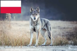Scopri di più sull'articolo Allevatori di cani lupo cecoslovacchi e cuccioli in Polonia