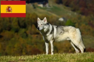 Scopri di più sull'articolo Cane Lupo Cecoslovacco Allevatore e cuccioli in Spagna