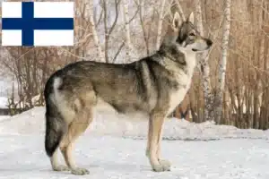 Scopri di più sull'articolo Allevatori di cani lupo Saarloos e cuccioli in Finlandia