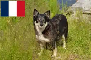 Scopri di più sull'articolo Allevatore di cani da renna lapponi e cuccioli in Francia