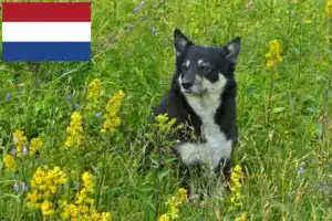 Scopri di più sull'articolo Allevatore di cani da renna lapponi e cuccioli nei Paesi Bassi