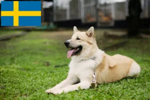 Scopri di più sull'articolo Allevatore di cani Thai Bangkaew e cuccioli in Svezia