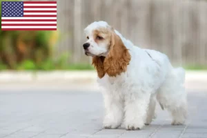Scopri di più sull'articolo Allevatori di Cocker Spaniel Americani e cuccioli negli Stati Uniti d’America