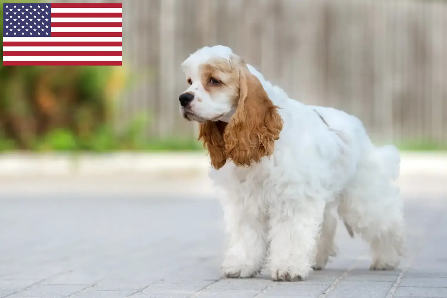 Scopri di più sull'articolo Allevatori di Cocker Spaniel Americani e cuccioli negli Stati Uniti d’America