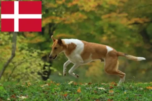 Scopri di più sull'articolo Allevatori di Collie e cuccioli in Danimarca