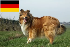 Scopri di più sull'articolo Allevatori di Collie e cuccioli in Germania