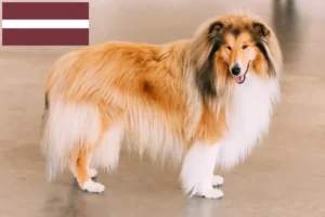 Scopri di più sull'articolo Allevatori di Collie e cuccioli in Lettonia