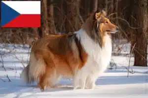 Scopri di più sull'articolo Allevatori di Collie e cuccioli in Repubblica Ceca