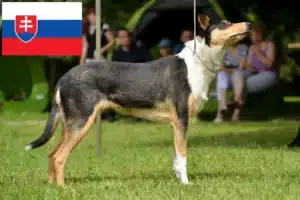 Scopri di più sull'articolo Allevatori di Collie e cuccioli in Slovacchia
