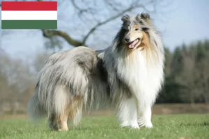 Scopri di più sull'articolo Allevatori di Collie e cuccioli in Ungheria