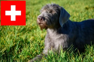Scopri di più sull'articolo Allevatori di Barba a pelo corto slovacca e cuccioli in Svizzera